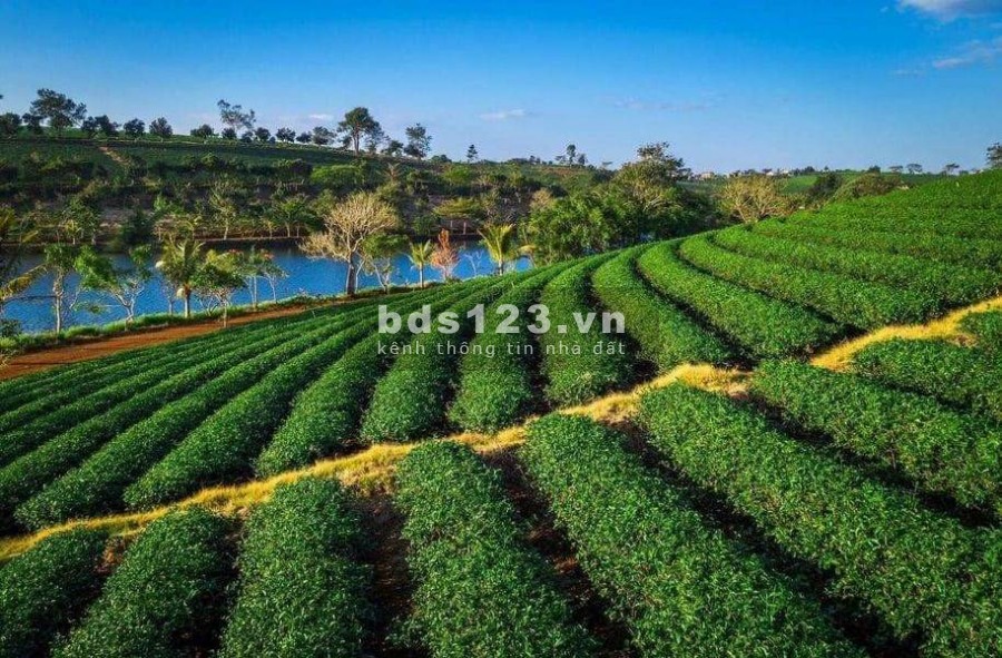 Đất Nền Nhà Vườn Nghỉ Dưỡng Bảo Lâm - Bảo Lộc