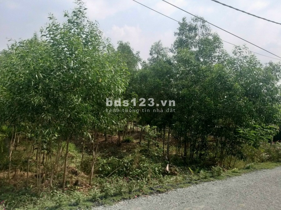Cần Bán 1600 m2 đất Thị Trấn Tân Túc, H. Bình Chánh, giá chỉ 5.5 tr/m2, Mặt Tiền đường xe tải trải nhựa 4m, sổ đỏ riêng!