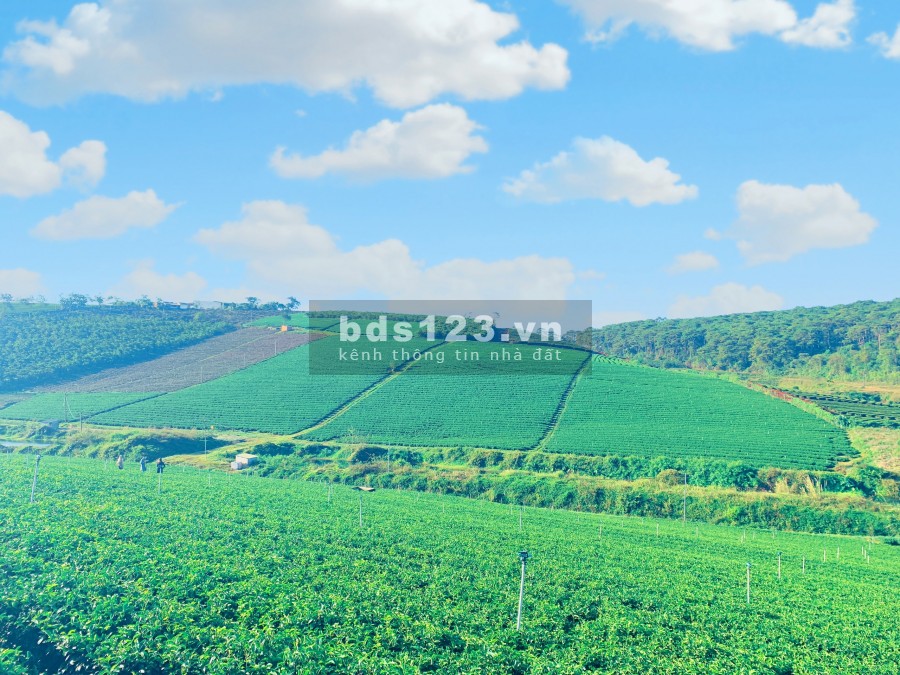 Đất Bảo Lộc Khu Biệt Thự Nghĩ Dưỡng 300m2