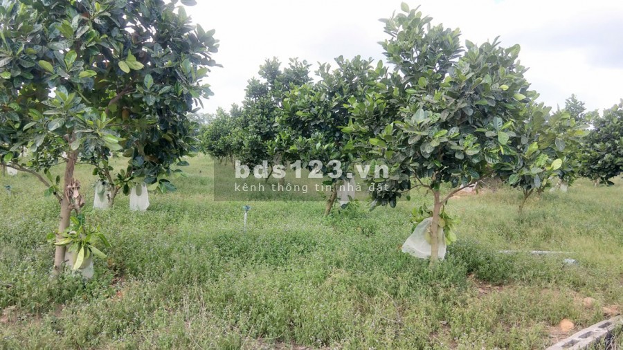 Bán khu đất 2 mặt tiền đường ODA 12m, vuông vức, Sổ đỏ sẵn, Ngay chợ Bà Tô, Giá 1.25 tr/ m2