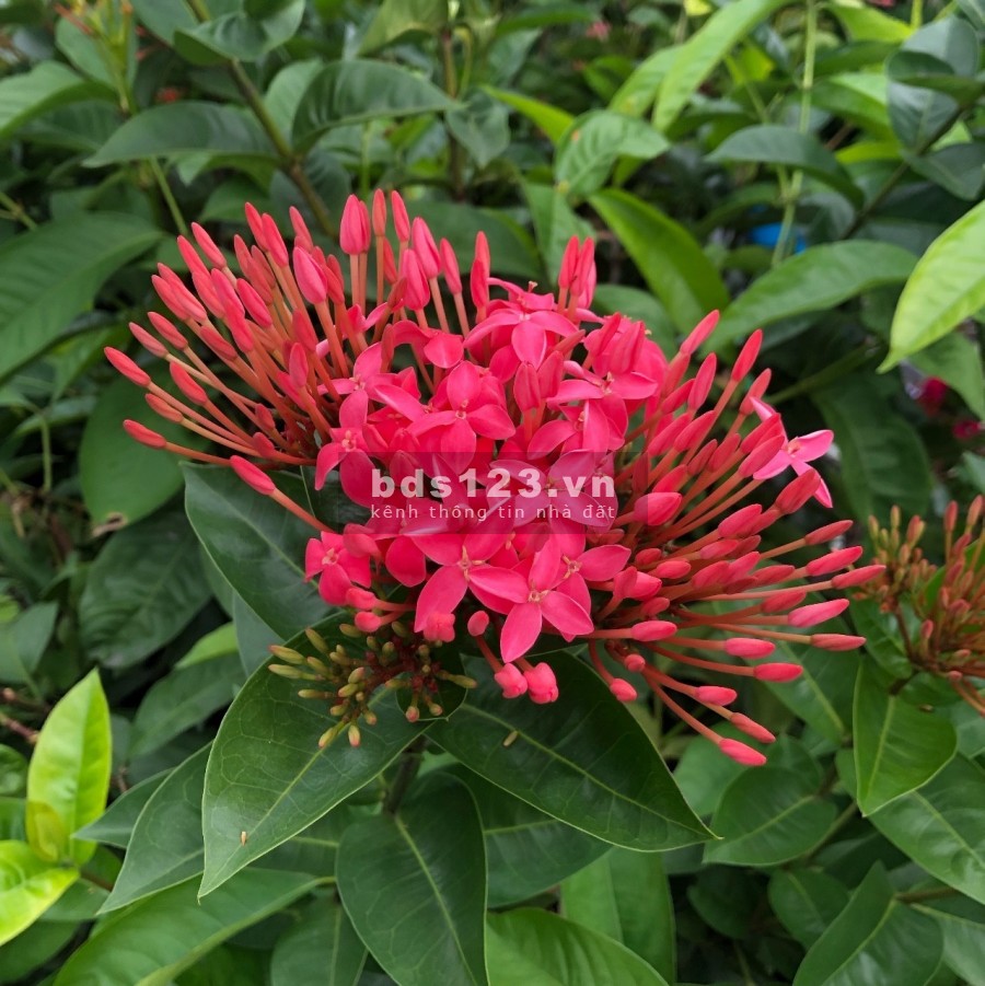 Bán Lô Đất 4 x14.5m HXH Huỳnh Tấn Phát, Phường Phú Thuận, Quận 7