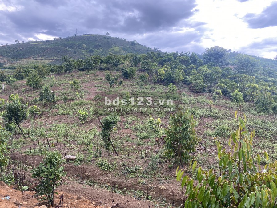 Cần bán lô đất thôn 6 tỉnh Lâm Đồng