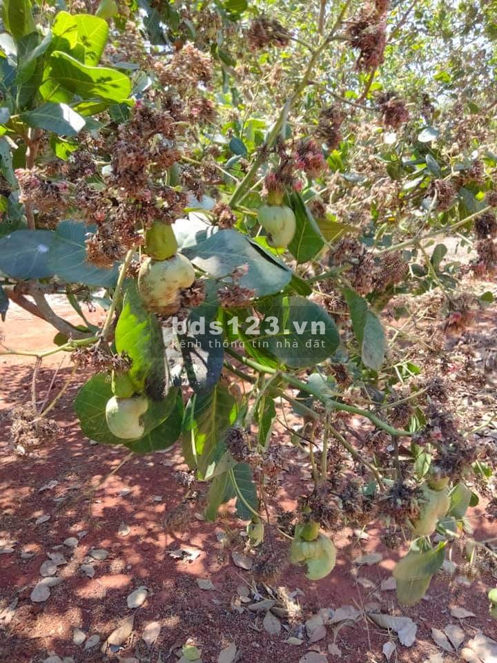 Gấp Gấp chủ đất đá gà thua lỗ cần bán hơn 1 sào điều mặt tiền đường diện tích 1600m2 xã Phước Bình-Long Thành.