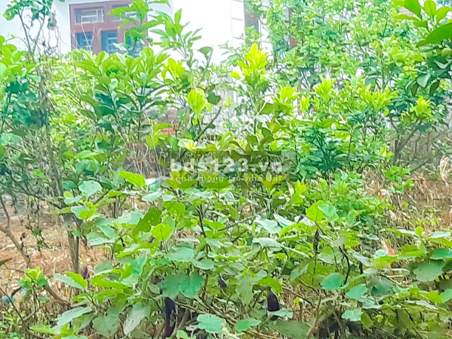 Bán Gấp Đất Tiến Xuân Sẵn Nhà Cực Đẹp – Đất Hòa Lạc