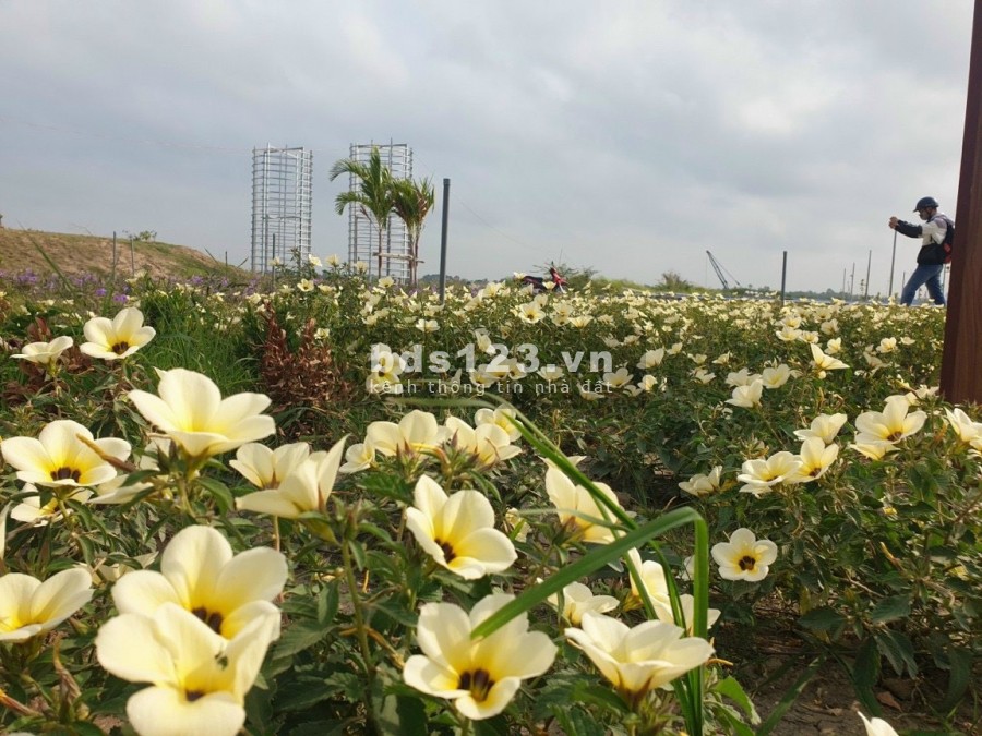 Nền đối diện công viên giá tốt chiết khấu 4 chỉ vàng