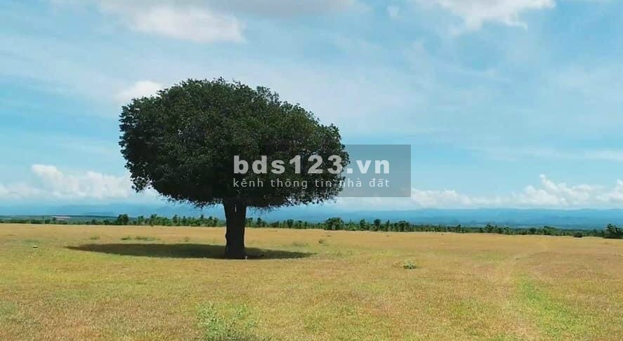 Bán đất vườn sổ đỏ Bình Thuận gần đường quốc lộ 1A, 7821m2 chỉ 703 triệu