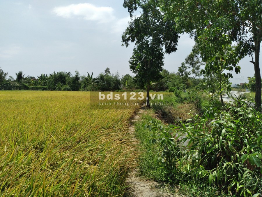 Đất Mặt Tiền Đường Ấp Nhà Trường Tân Lân Cần Đước