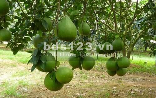 Đất vườn đẹp có sẵn thổ cư, Bán lô đất Long Thành 2117m2 đất vuông, sổ hồng riêng
