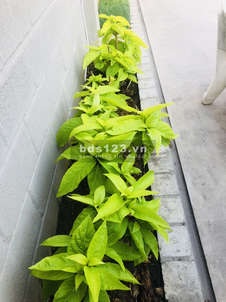 Biệt thự KDC BÁCH KHOA, 1 trệt 1 lầu 430m2, full nội thất, có sân rộng-vườn-gara oto