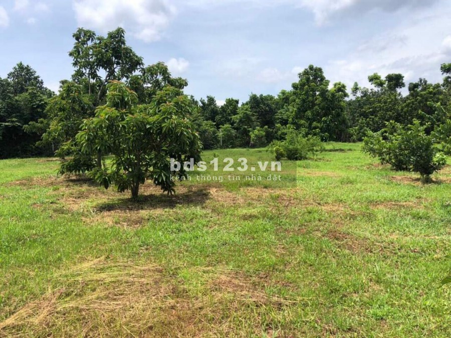 Đất vườn đẹp có sẵn thổ cư, Bán lô đất Long Thành 2117m2 đất vuông, sổ hồng riêng