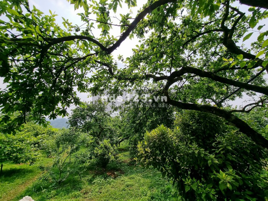 Bán đất thị trấn nông trường Mộc Châu giá rẻ