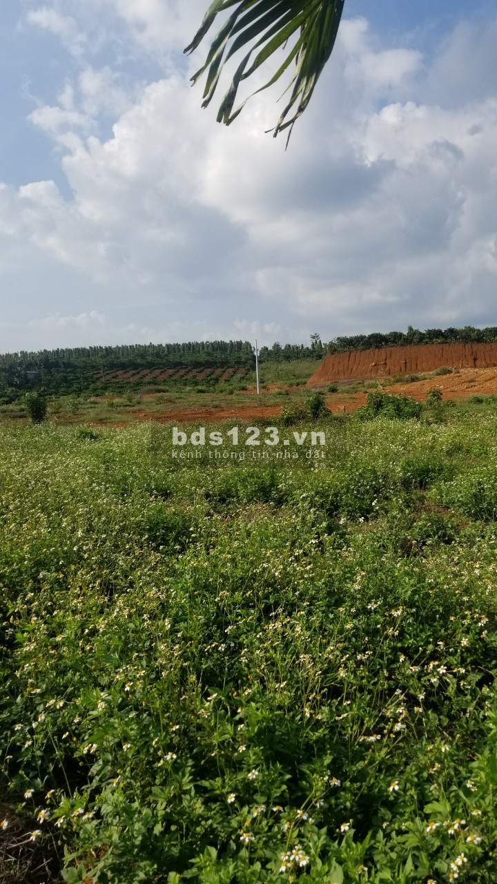 Đất mt Nguyễn Văn Cừ, phường Lộc Phát, tp Bảo Lộc, cách ql20 3km, shr chỉ 650tr