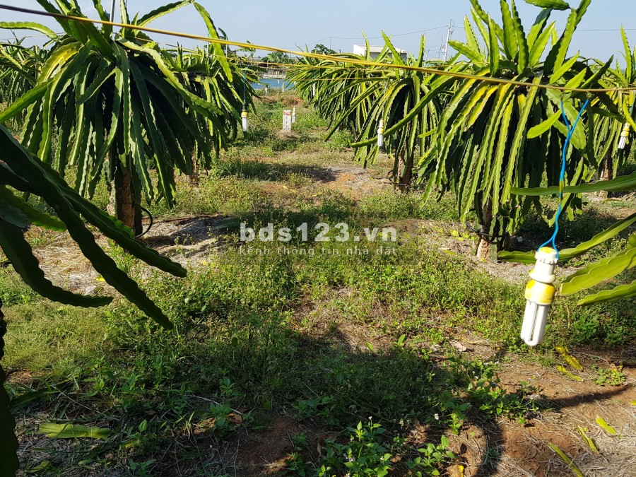 Chỉ 600 triệu/sào đất Tiến Thành đường nhánh 719B nối cao tốc, Phan Thiết