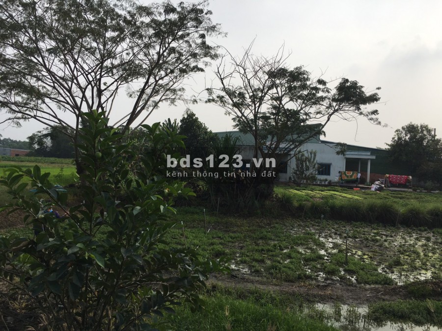 Hàng Ngộp! Chính chủ cần bán gấp lô đất 96m2 đường Đức Hòa Thượng, Giá 500 triệu, SHR