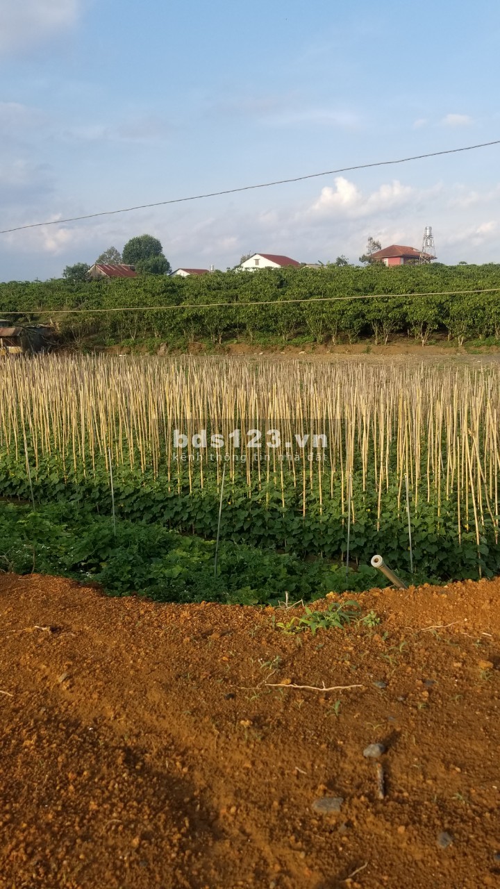 Đất mt Nguyễn Văn Cừ, phường Lộc Phát, tp Bảo Lộc, cách ql20 3km, shr chỉ 650tr