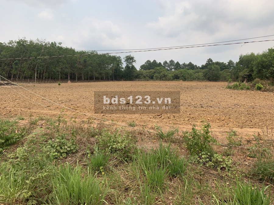 ĐẤT LONG THÀNH CÓ NÊN MUA HAY KHÔNG?