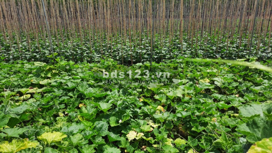 Đất ngay cạnh nhà thờ THÁNH MẪU full thổ cư , sổ hồng riêng giá chỉ 680tr