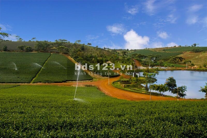 Đất full thổ 599TR đối diện đồi chè Tâm Châu Lộc Tân Lâm Đồng