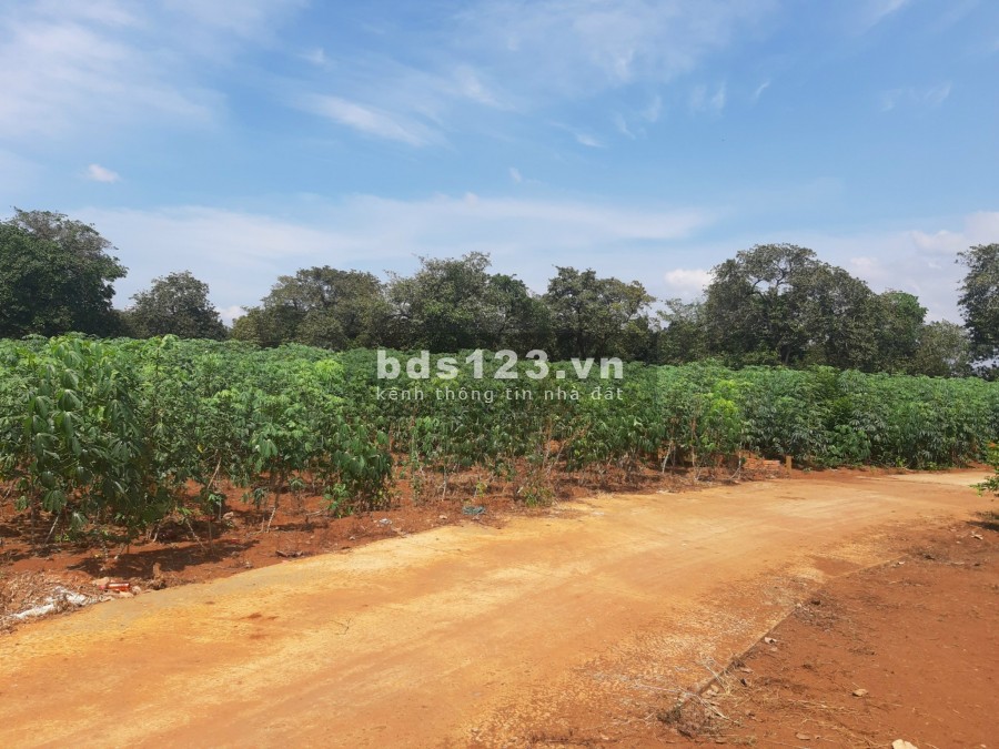 Đừng tìm thêm nữa! Lô đất giá quá rẻ dành cho anh/chị muốn mua đất đầu tư, xây nhà nhà Vườn ở Long Thành
