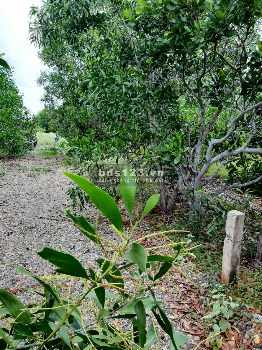 Chỉ 2,4 tỷ/sào đất đường 706B, Thiện Nghiệp, Phan Thiết