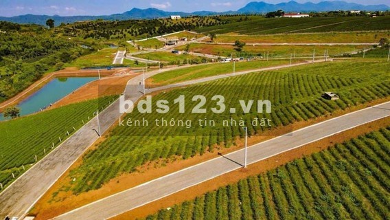 Đất Đồi chè tâm châu hót nhất thành phố Bảo Lộc