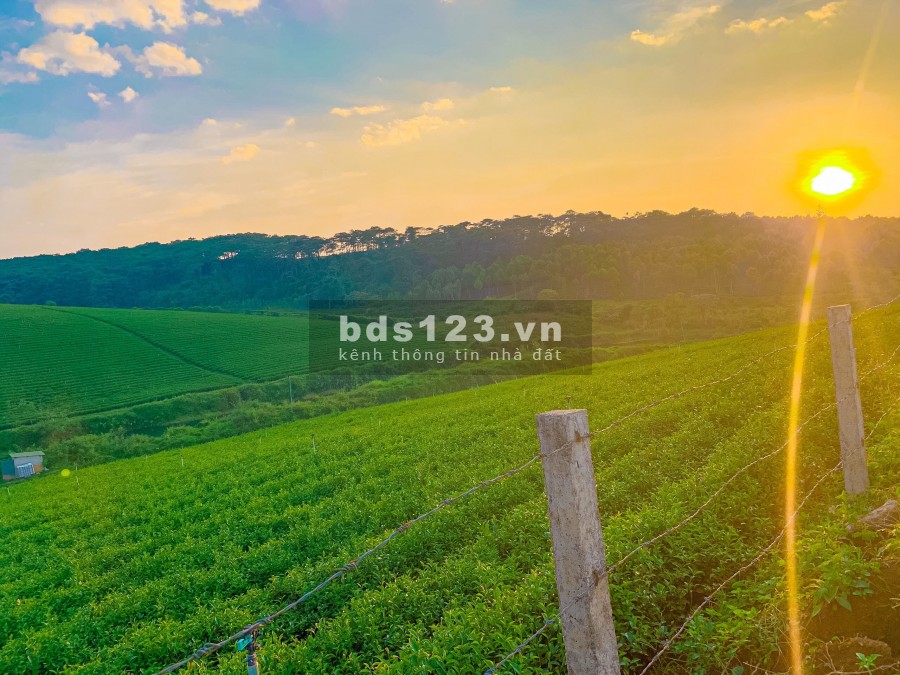 Đất Đồi chè Tâm châu view cực đẹp hót nhất thành phố Bảo Lộc