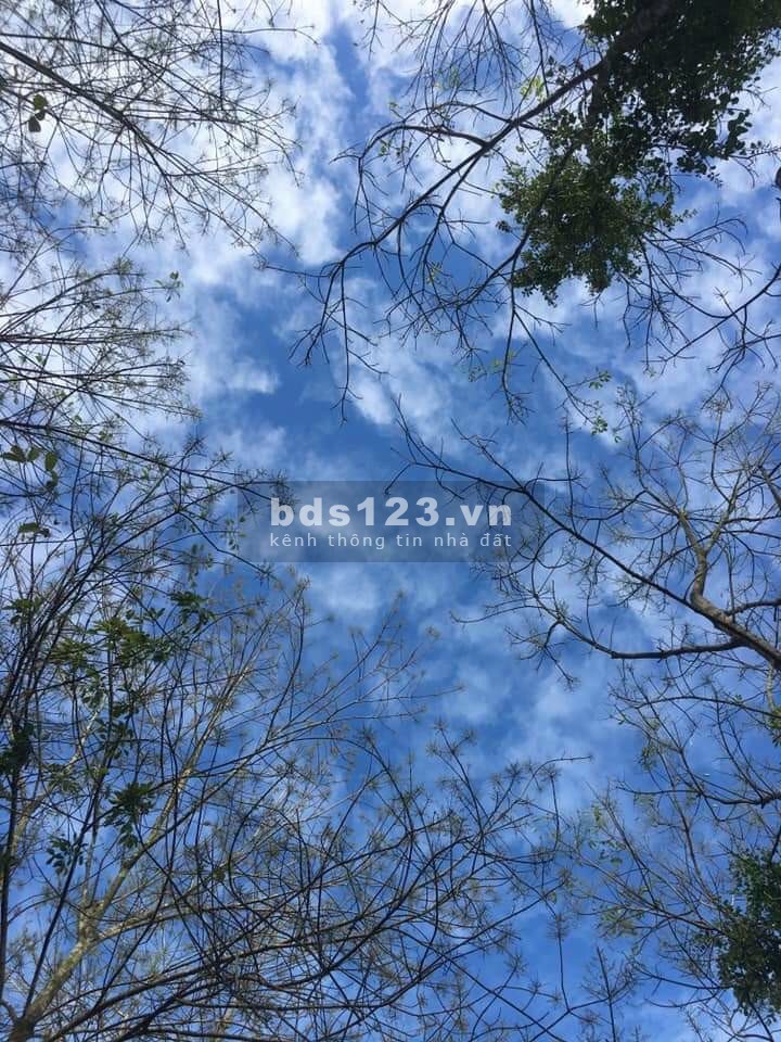 Chính chủ bán đất ngay sau nhà hàng TÂM CHÂU full thổ cư , 135m2 chỉ 580tr, shr.