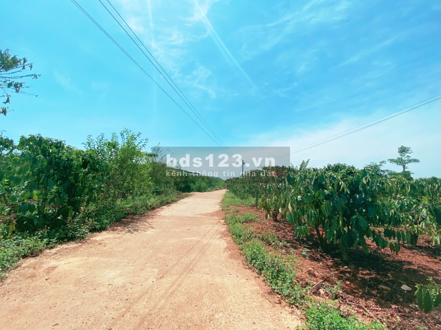 Đất sào bằng phẳng khu dân cư đông cách Quốc Lộ 27 500m tại Đức Trọng- Lâm Đồng