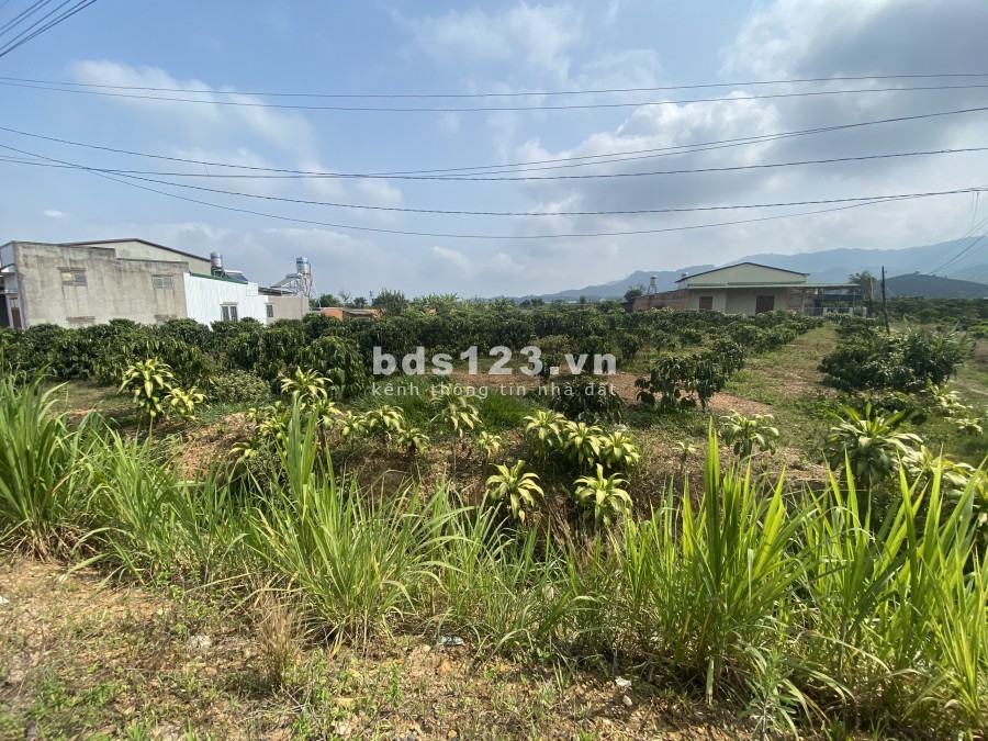 Cần bán lô đất 1550 m2 xã Đại Lào