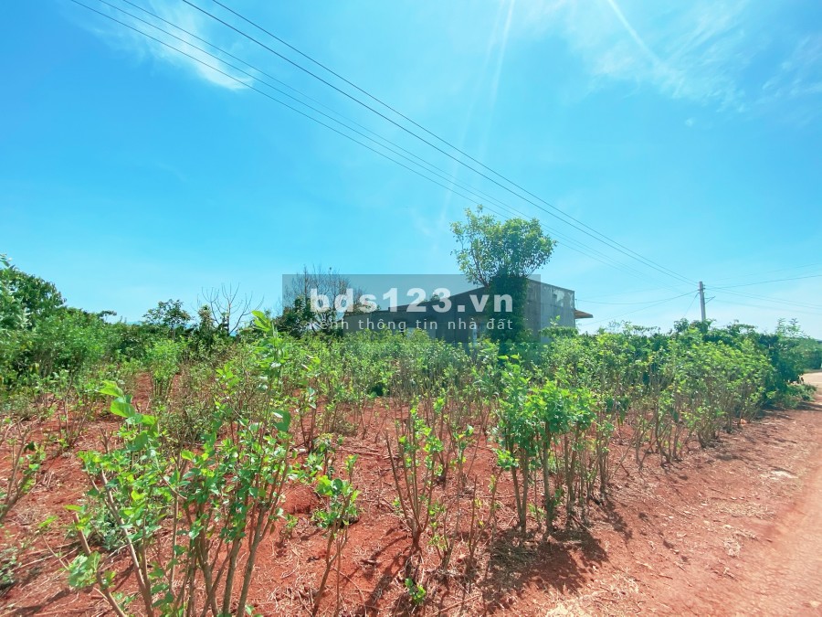 Đất sào bằng phẳng khu dân cư đông cách Quốc Lộ 27 500m tại Đức Trọng- Lâm Đồng