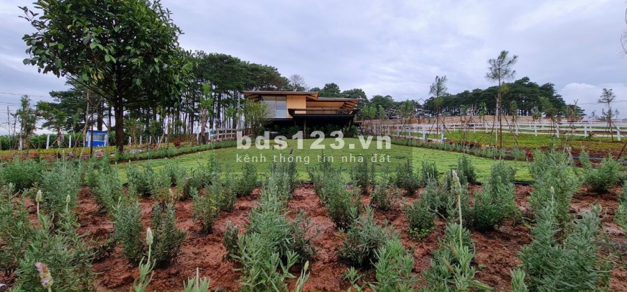 Đất ngay sau Vincom, sổ hồng riêng, full thổ cư 150m2 chỉ 750tr