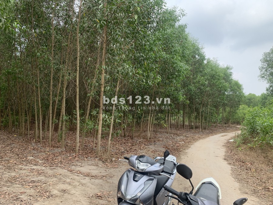 Cần bán gấp đất gần sân bay Long Thành, kế khu công nghiệp Giang Điền, Có trường học, UBND