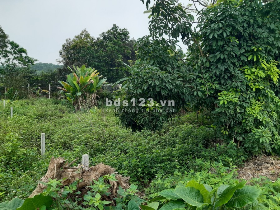 Chính chủ bán đất (đất thổ cư đối diện UBND Xã Thanh Mỹ, Thị xã Sơn Tây, TP. Hà Nội)