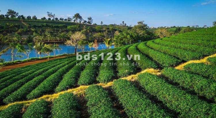 Thu hồi vốn gấp bán sỉ 10 lô đất mặt tiền Nguyễn Văn Cừ chỉ 450tr/120m2, thổ cư 100%
