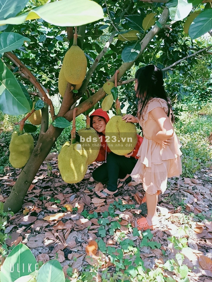 Bán 6 sào đất tại xã Bình Lộc, Tp.Long khánh, ĐN
