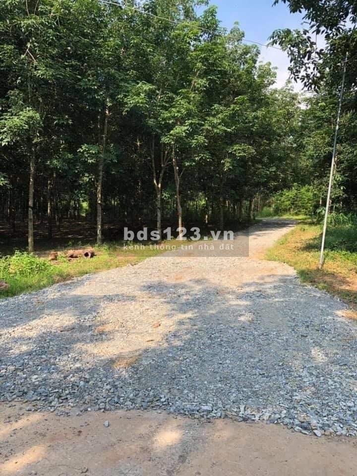 Bán đất 1000m2 Xuân Thành Xuân Lộc Đồng Nai