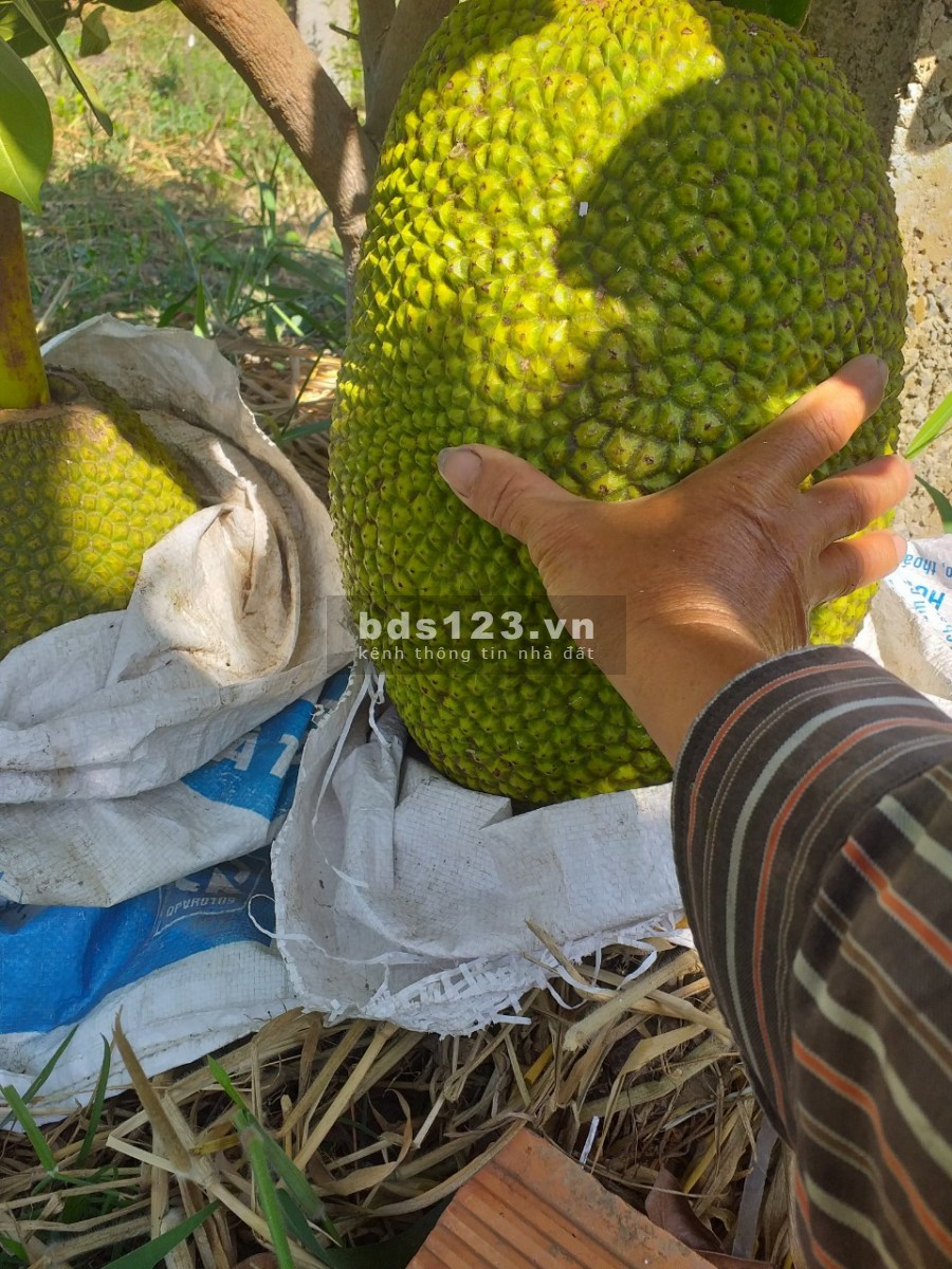Cần bán 3.1 sào đất cln có sổ riêng