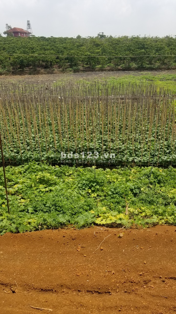 Ông cố nội để lại miếng đất 525m2 thổ cư ngay thành phố bảo lộc kẹt tiền bán 3.2tr/m2