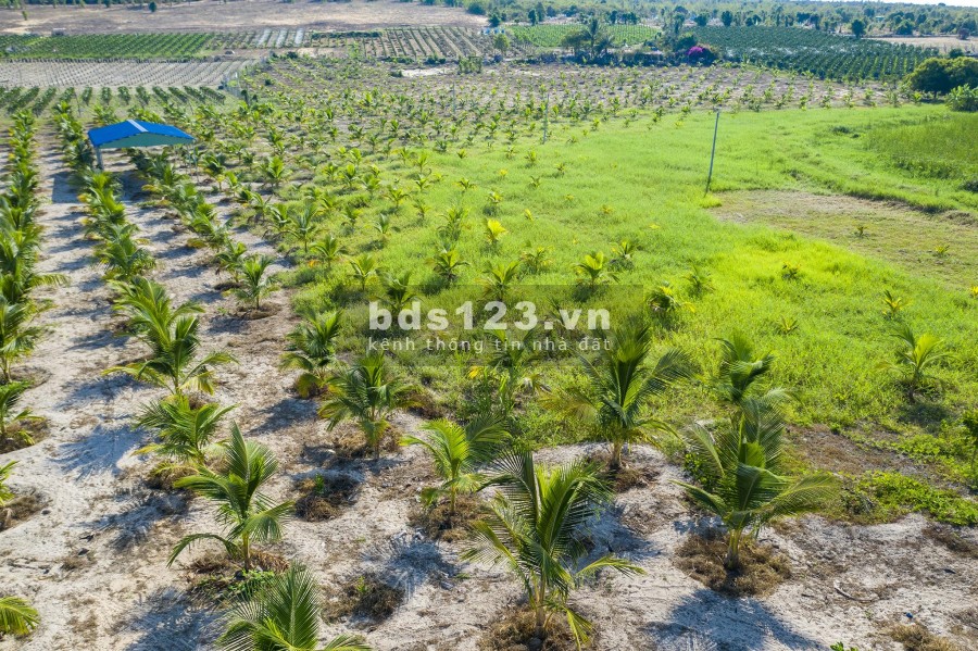 Đất rẻ Bình Thuận chỉ 70k/m2 đầu tư đón đầu hạ tầng. Các đợt tăng giá với biên độ lớn cho nhà đầu tư trung hạn