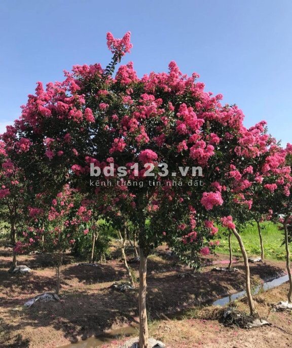 Đất ngay sau Vincom sổ hồng riêng full thổ cư 150m2 chỉ 750tr