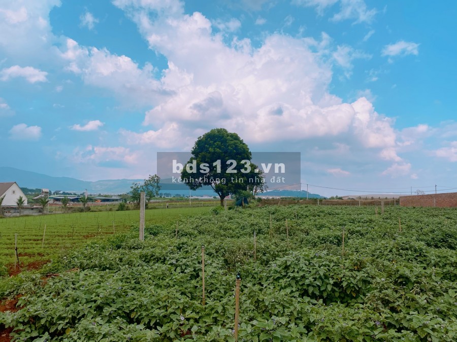 Bán 10m mặt tiền Bồng Lai gía 2 tỷ 620 triệu gần Novaworld Đạ Ròn Lâm Đồng. Thuận tiện kinh doanh