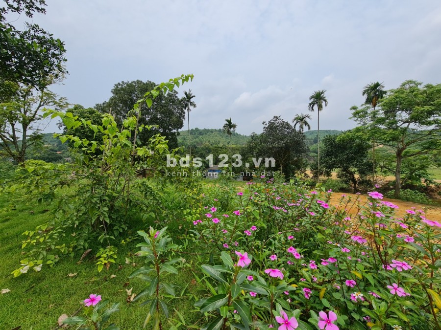 CHỈ TỪ HƠN 1 TRIỆU /M2 BẠN ĐÃ SỞ HỮU KHUÔN VIÊN CỰC ĐẸP TẠI CƯ YÊN LƯƠNG SƠN HB, TỔNG DT 4482M/200 ĐẤT Ở LH 0982876689