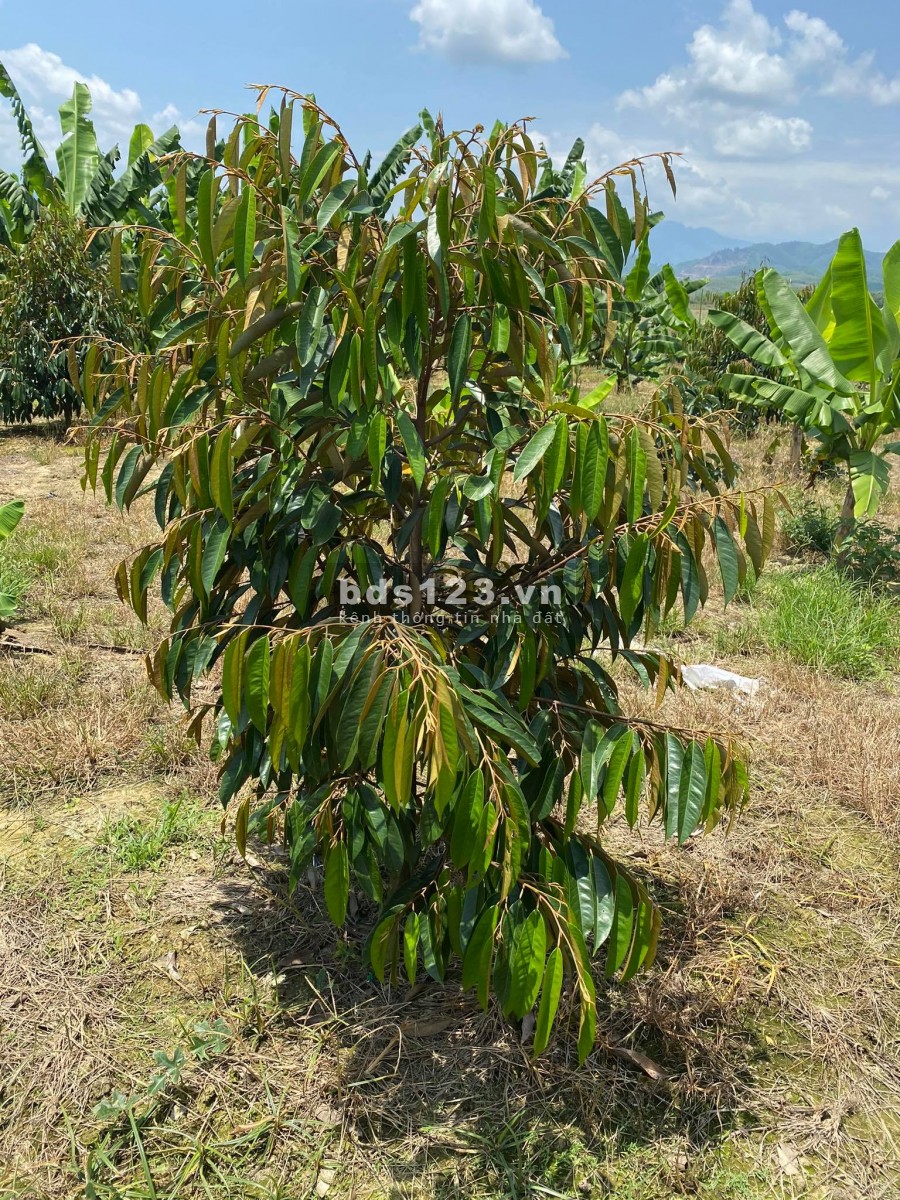 Bán vườn Sầu Riêng 1ha6 giáp Sông gần Tỉnh Lộ 2 xã Sông Cầu giá rẻ