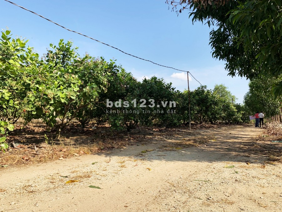1600m2 đất Phước Bình (40X40), sổ hồng, đường hiển thị trên sổ, chính chủ, giá rẻ, vị trí đẹp, đầu tư sinh lời ngay