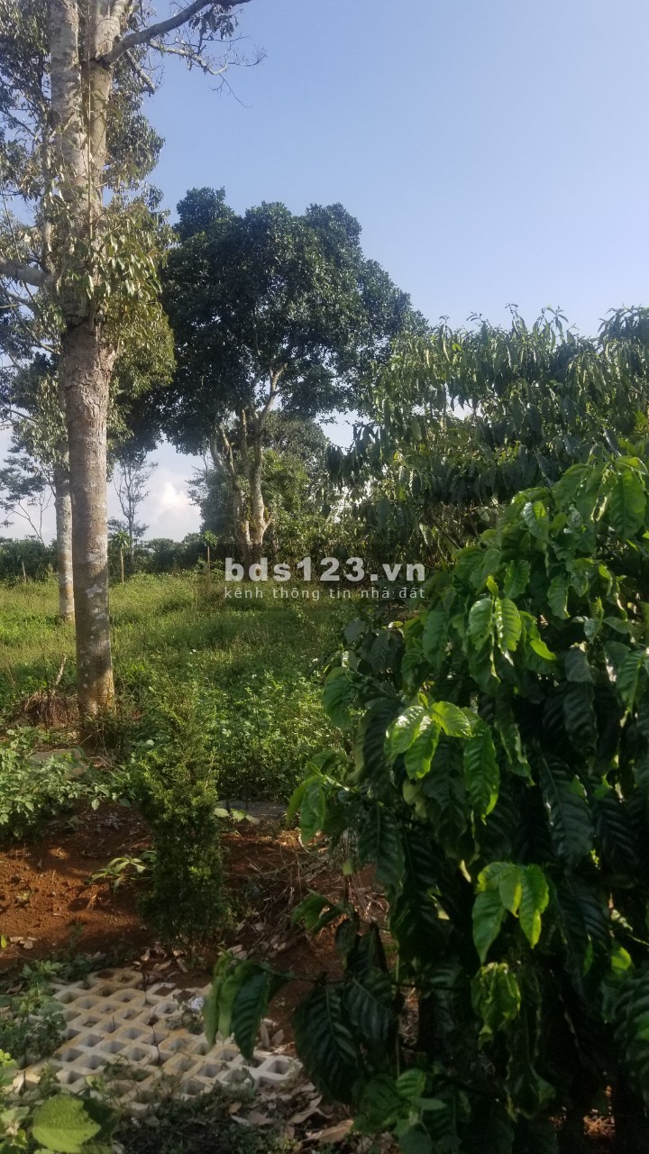 Bán đất ngộp 500m2 gần nhà thờ thánh mẫu,1 tỷ 2 có thương lượng