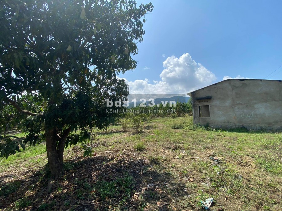 Bán đất có 1.000m2 thổ cư tặng vườn Bưởi xã Khánh Phú giá rẻ LH 0788.558.552