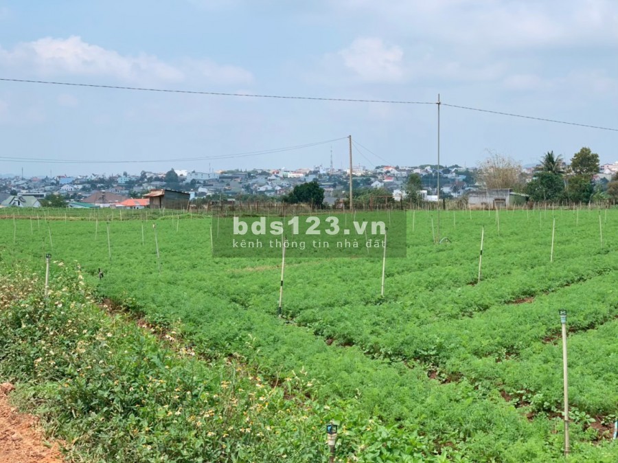 Bán lô đất thổ cư trung tâm TT. Thị trấn Liên Nghĩa tại cầu Cao Thái Liên Nghĩa Đức Trọng giá 830 triệu
