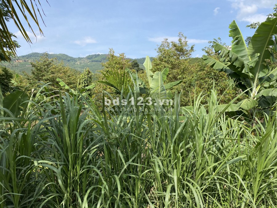 Bán lô đất thôn 11 Xã Đại Lào thành phố Bảo Lộc