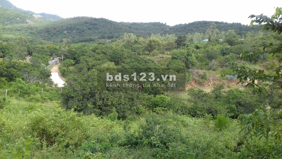 Bán đất tổ dân phố Sơn Long, Ba Ngòi, Cam Ranh Khánh Hòa 2ha