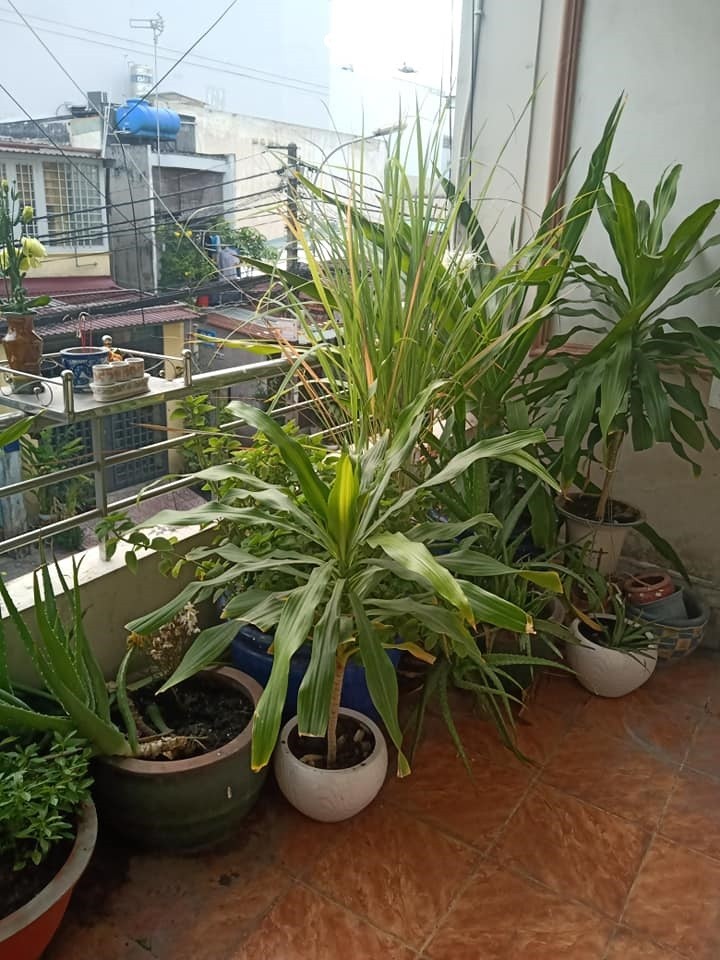 MẶT TIỀN NGUYỄN HÁO VĨNH QUẬN TÂN PHÚ PHÙ HỢP Ở HOẶC CHO THUÊ GIÁ THẤP NHƯ TRONG HẺM SỔ VUÔNG ĐẸP
